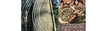 Cité 21, la filière bois à l'honneur