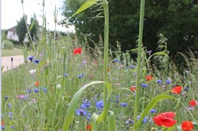 A Soirans, un jardin, même tout petit, c'est la porte du paradis.