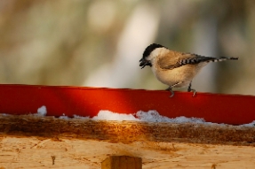 L'hiver et ses frimas, dur pour les hommes, impitoyable pour les oiseaux !