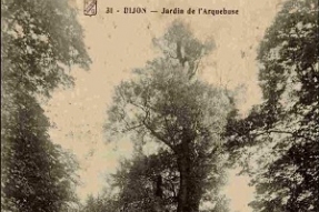 Appel à témoignage ! Quels souvenirs avez-vous du gros peuplier noir de l'Arquebuse ?