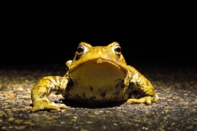 Enquête : les amphibiens sur les routes...