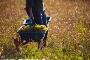 Millésime 2016 en Bourgogne,  La belle surprise !
