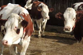 Le bio ? L'avenir de l'agriculture ?
