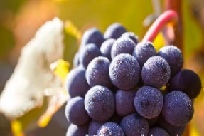 Millésime 2017 : toute l'élégance de la Bourgogne