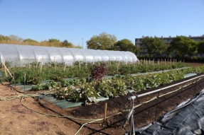 Le Potager des ducs, un pas vers l'autosuffisance alimentaire de Dijon Métropole