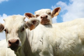 La Bourgogne-Franche-Comté au Salon International de l'Agriculture, une belle édition 2019 en vue
