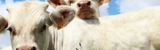 La Bourgogne-Franche-Comté au Salon International de l'Agriculture, une belle édition 2019 en vue