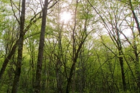 Une charte et un siège pour le futur parc national des forêts
