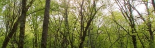Une charte et un siège pour le futur parc national des forêts
