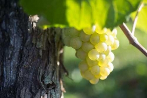 Vendanges en Bourgogne : 2019 s'annonce digne des millésimes en 9