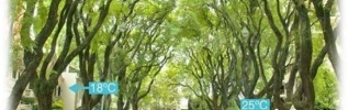 Arbor'éco taille les arbres en respectant l'environnement