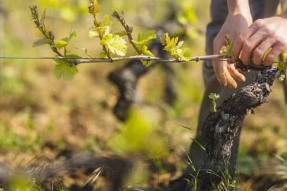 Millésime 2019 : En Bourgogne, la magie des années en 9