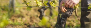 Millésime 2019 : En Bourgogne, la magie des années en 9