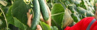 Covid-19 & Emploi agricole