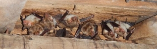 Avez-vous vu des chauves-souris chez vous ?