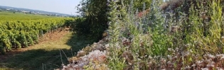 Climats et biodiversité dans les vignes