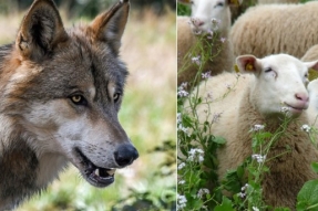Attaques de loups, la Chambre d'agriculture de BFC interpelle les pouvoirs publics