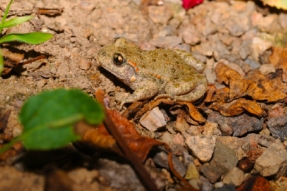 Enquête participative sur l'Alyte accoucheur, un petit crapaud remarquable à tout point de vue