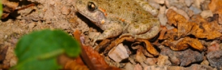 Enquête participative sur l'Alyte accoucheur, un petit crapaud remarquable à tout point de vue