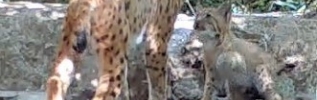 Première preuve de reproduction de Lynx en Côte-d'Or, espèce disparue de Bourgogne vraisemblablement vers le XVIIIe siècle