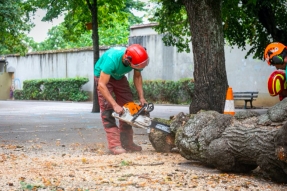 Changement climatique : la ville de Dijon a procédé à une inspection flash du patrimoine arboré de ses écoles