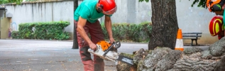 Changement climatique : la ville de Dijon a procédé à une inspection flash du patrimoine arboré de ses écoles