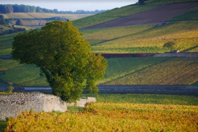 L'association des Climats du vignoble de Bourgogne lance un « Fonds biodiversité » 