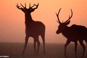 Une 3ème zone de quiétude pour la tranquillité du cerf en période de brame dans le Parc national à Vanvey - Villiers-le-Duc