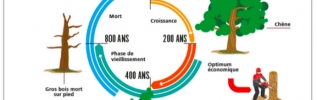 "Racine ²", le livret éducatif indispensable aux écoles pour tout connaître sur le Parc national de forêts