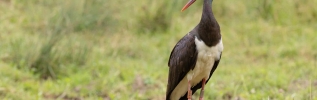 La Cigogne noire Divona a été retrouvée morte en Espagne