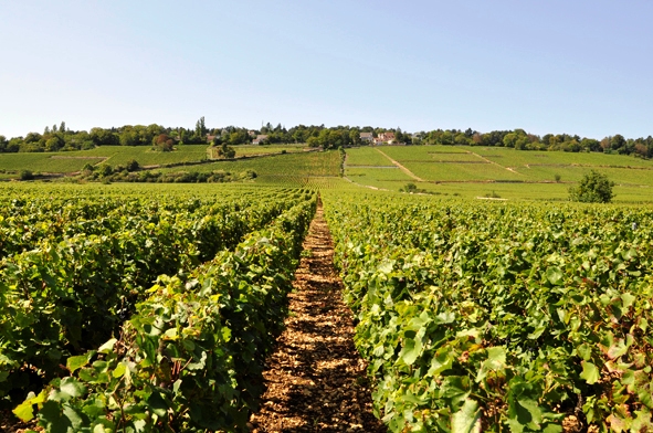 VENTE DES HOSPICES DE BEAUNE 2015 MARIE QUIQUEMELLE ECHO DES COMMUNES