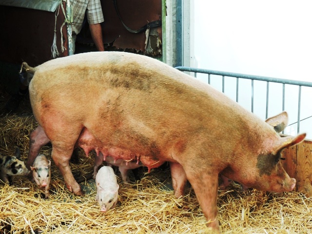 FOIRE DE MONTBARD 2016 MARIE QUIQUEMELLE POUR ECHO DES COMMUNES