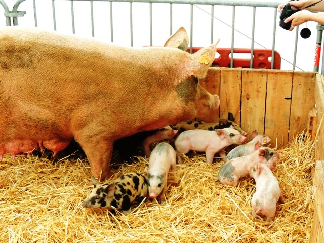 FOIRE DE MONTBARD 2016 MARIE QUIQUEMELLE POUR ECHO DES COMMUNES