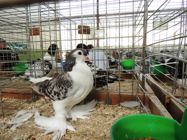 FOIRE DE MONTBARD 2016 MARIE QUIQUEMELLE POUR ECHO DES COMMUNES