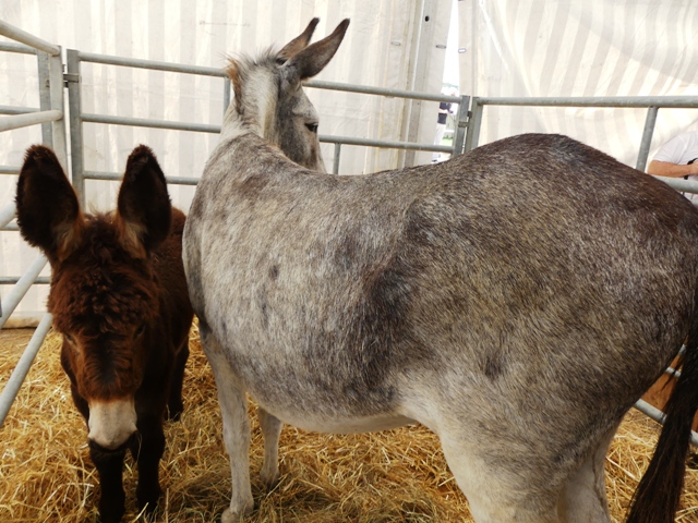 FOIRE DE MONTBARD 2016 MARIE QUIQUEMELLE POUR ECHO DES COMMUNES