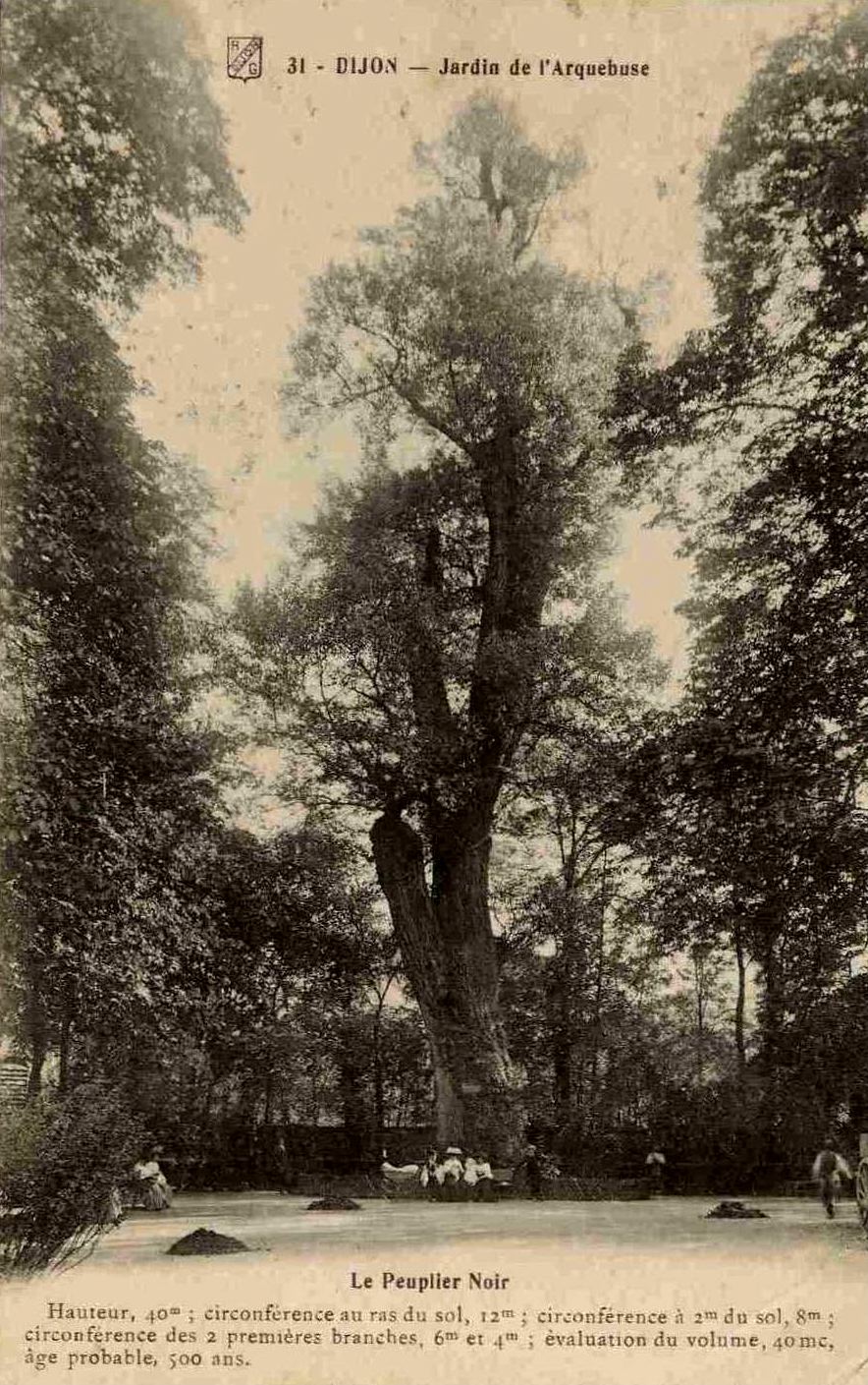 le gros peuplier noir du Jardin de l&rsquo;Arquebuse 
