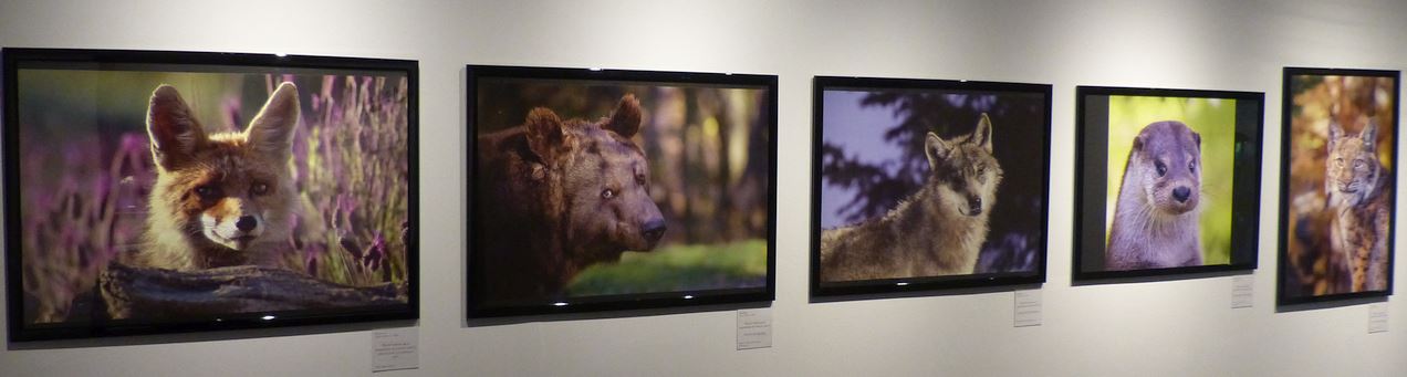 Sauvages, la nouvelle exposition du Jardin des Sciences