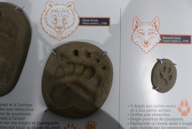 Sauvages, la nouvelle exposition du Jardin des Sciences