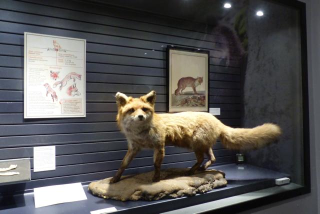 Sauvages, la nouvelle exposition du Jardin des Sciences