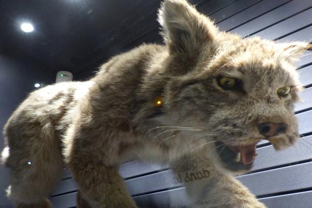 Sauvages, la nouvelle exposition du Jardin des Sciences