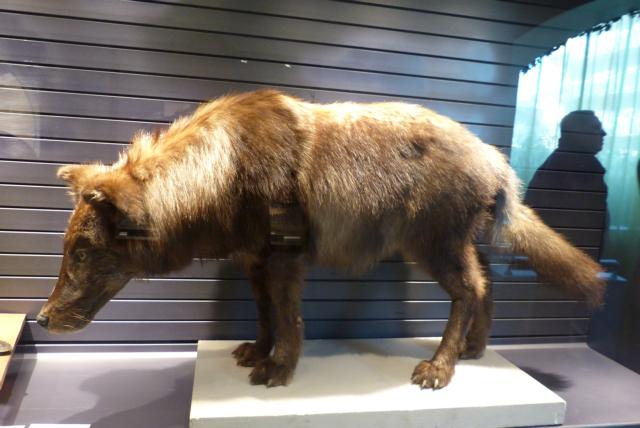 Sauvages, la nouvelle exposition du Jardin des Sciences