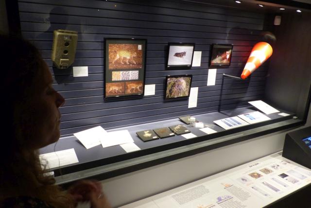 Sauvages, la nouvelle exposition du Jardin des Sciences