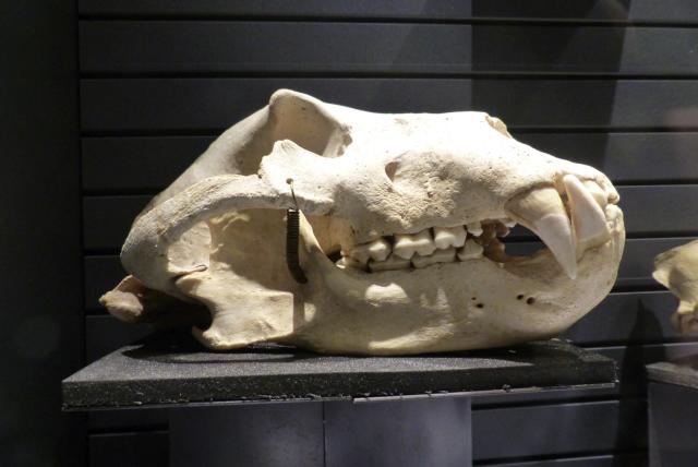Sauvages, la nouvelle exposition du Jardin des Sciences