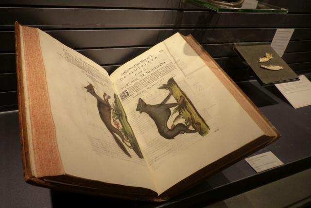 Sauvages, la nouvelle exposition du Jardin des Sciences