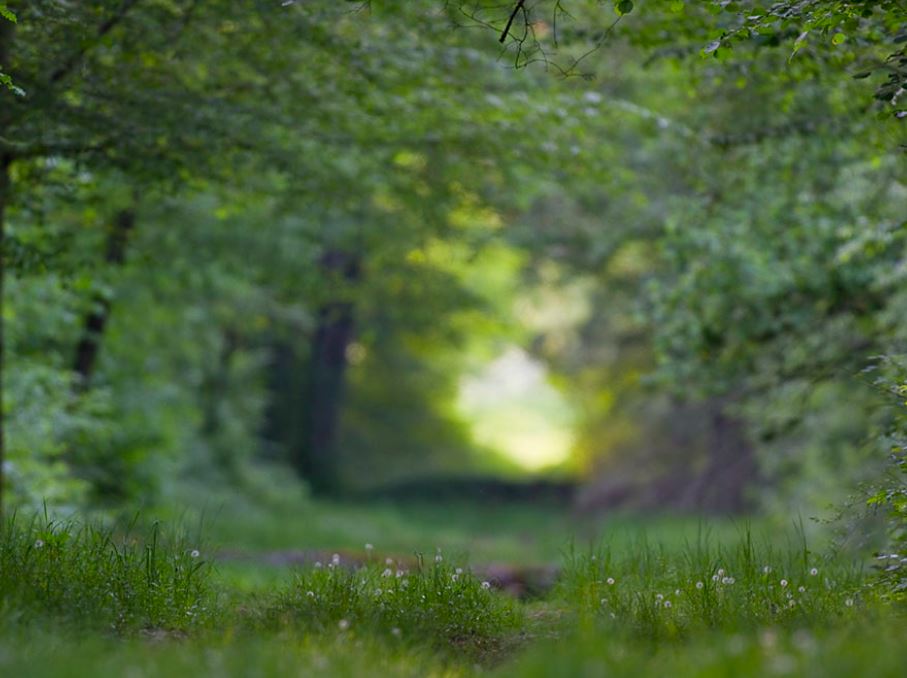 Parc National entre Champagne et Bourgogne