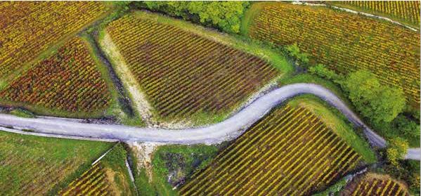 La Route des grands crus de Bourgogne