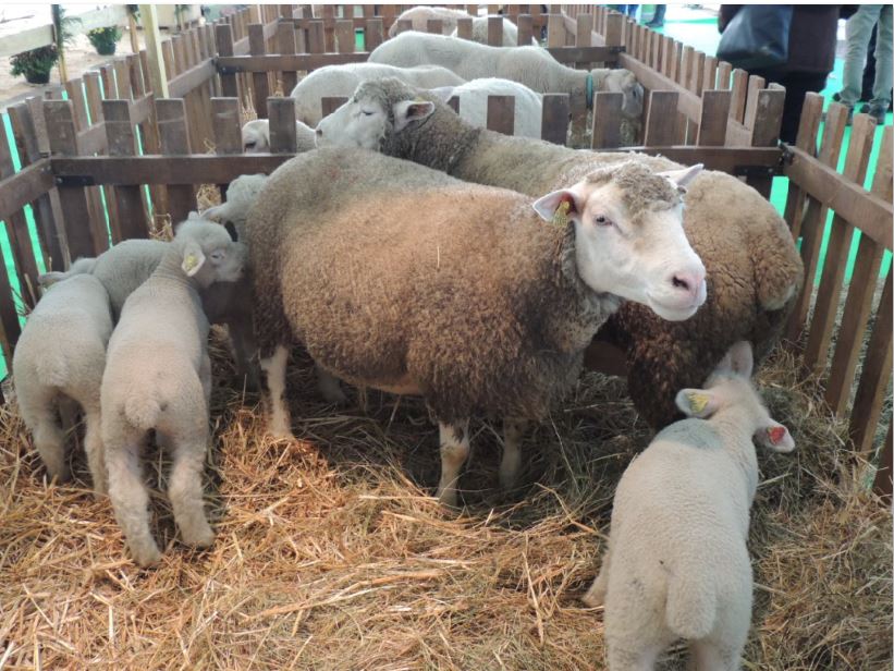 La ferme C&ocirc;te-d'Or f&ecirc;te ses 10 ans &agrave; la foire de Dijon
