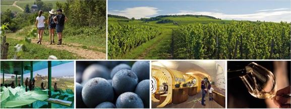  la Cit&eacute; des Vins et des Climats de Bourgogne