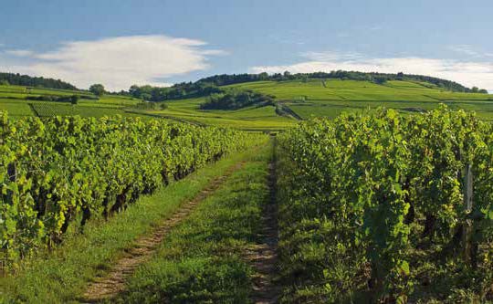  la Cit&eacute; des Vins et des Climats de Bourgogne
