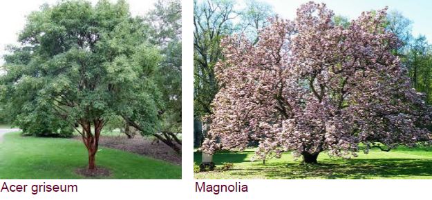 Quetigny a plant&eacute; le 1er arbre du projet &laquo; Quetigny Coeur de ville &raquo; 